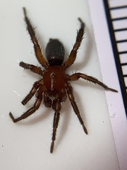 Gnaphosa sericata