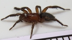 Gnaphosa sericata