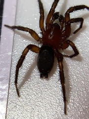 Gnaphosa sericata