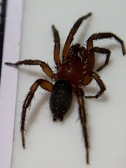 Gnaphosa sericata