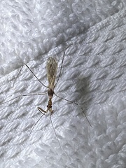 Stenolemoides arizonensis