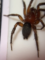 Gnaphosa sericata