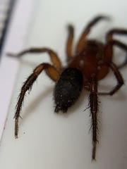 Gnaphosa sericata