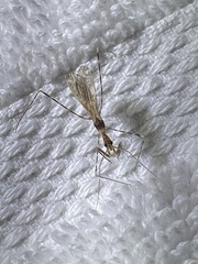 Stenolemoides arizonensis