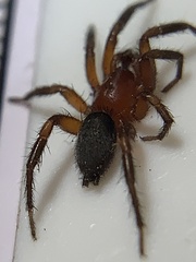Gnaphosa sericata