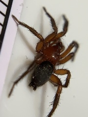 Gnaphosa sericata
