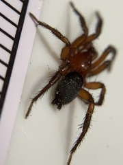 Gnaphosa sericata