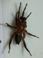 Gnaphosa sericata