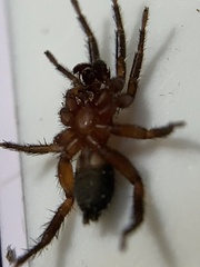 Gnaphosa sericata