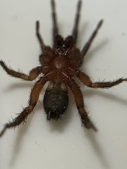 Gnaphosa sericata