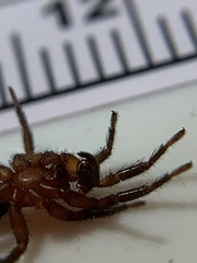 Gnaphosa sericata