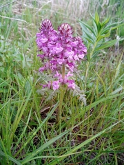 Pedicularis verticillata