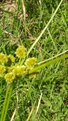 Cyperus entrerianus