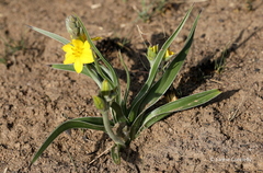 Hypoxis acuminata