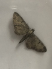 Eupithecia assimilata
