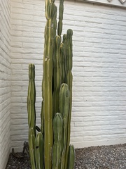 Lophocereus