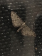 Eupithecia assimilata