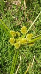 Cyperus entrerianus