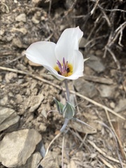 Calochortus panamintensis