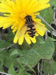 Helophilus neoaffinis