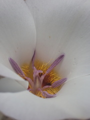 Calochortus panamintensis