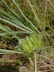 Crabbea angustifolia