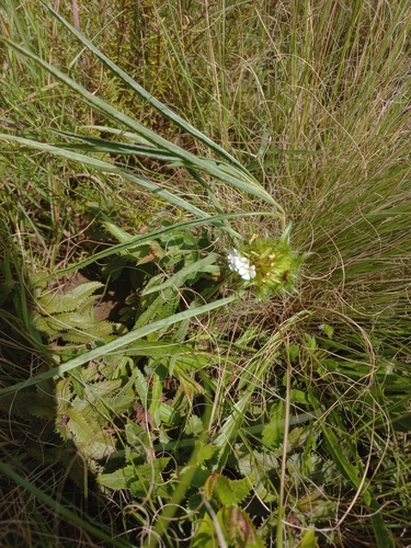 Image of Crabbea angustifolia by (c) Brian du Preez, some rights reserved (CC BY-SA)