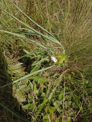 Crabbea angustifolia