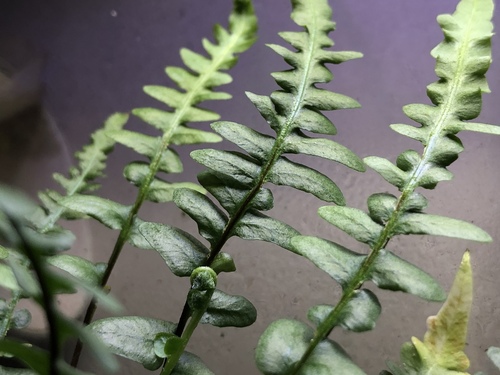 spleenwort (Asplenium ×ebenoides)