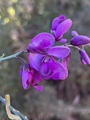 Polygala virgata