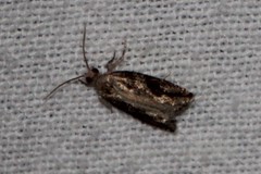 Proteoteras crescentana