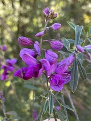 Polygala virgata
