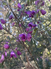 Polygala virgata