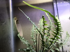 Asplenium tutwilerae