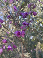Polygala virgata