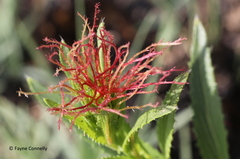 Acalypha angustata