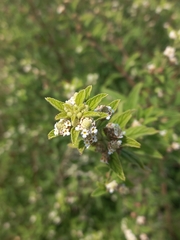Lippia javanica