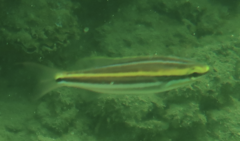 Pentapodus paradiseus