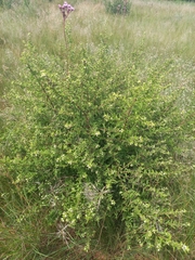 Lippia javanica