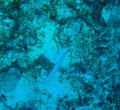 Ptereleotris heteroptera