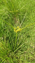 Cyperus entrerianus