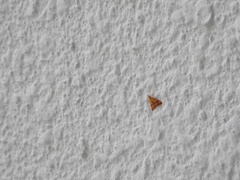 Pyrausta phoenicealis