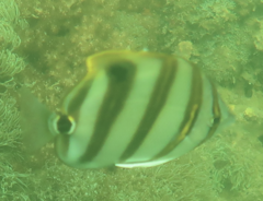 Parachaetodon ocellatus