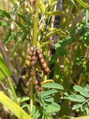 Indigofera cryptantha cryptantha
