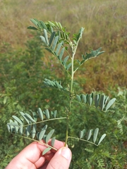 Indigofera cryptantha cryptantha