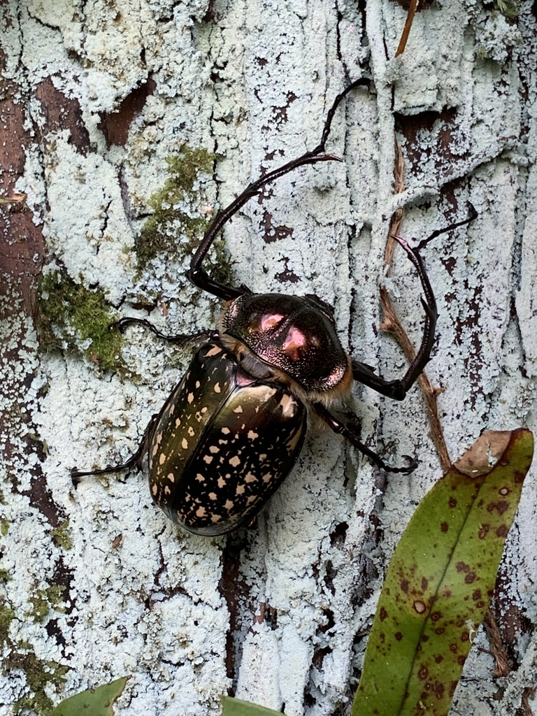 標本 Cheirotonus formosanus pair 46-55mm Cheirotonus macleayi