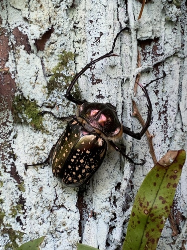Formosan Long-armed Scarab (Cheirotonus formosanus) · iNaturalist