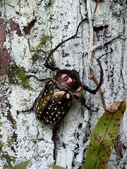 Cheirotonus formosanus