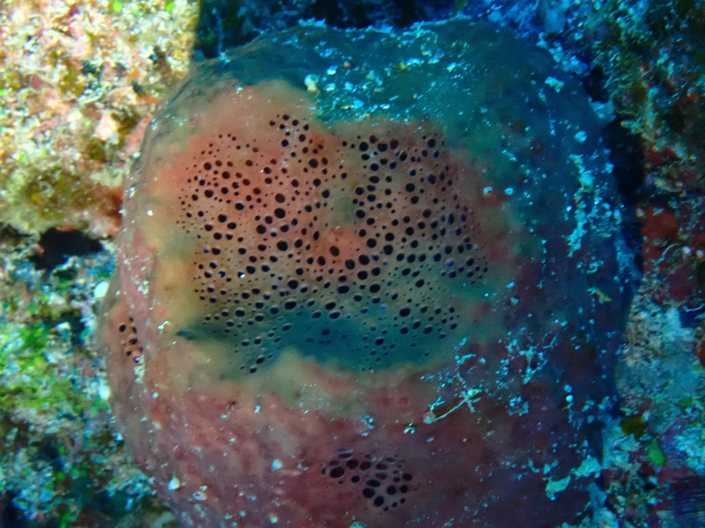 Rhabdastrella globostellata