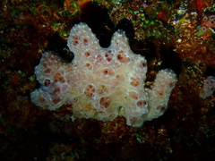 Dysideidae